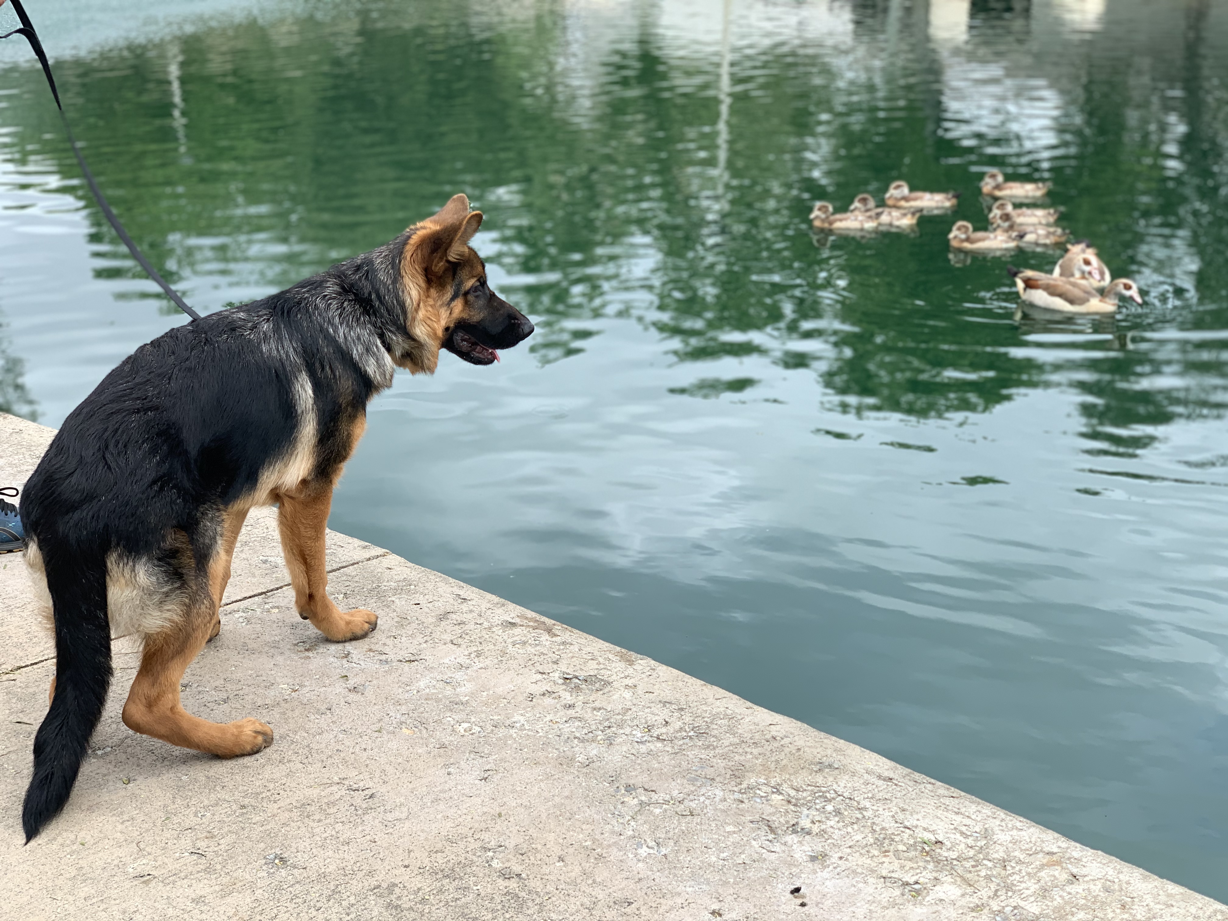 Lucy vs ducks